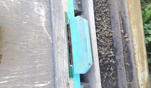 Отравление пчел в Алтайском крае 