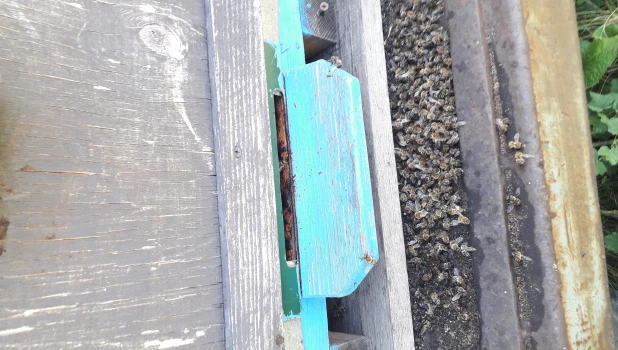 Отравление пчел в Алтайском крае 