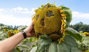 Выставка растений на Дне сибирского поля — 2025.