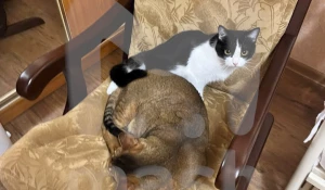 Кошка уже почти неделю ждет спасения в руинах дома в Саратове