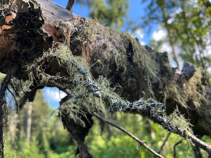 Поход на гору Синюха, Солонешенский район.