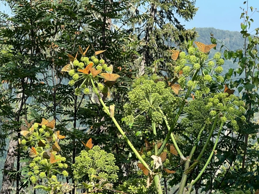 Поход на гору Синюха, Солонешенский район.