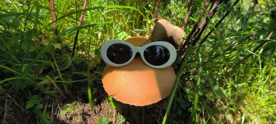 Большой гриб. Поход на гору Синюха, Солонешенский район.