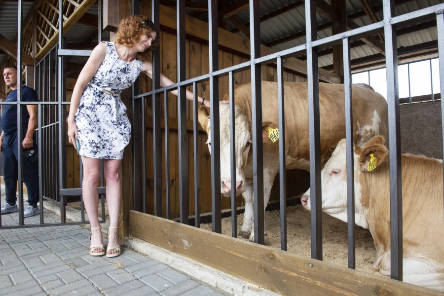 Выставка животных на агрофоруме «День сибирского поля — 2025».