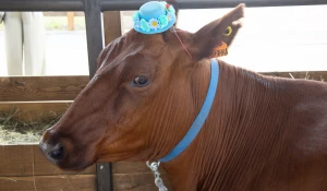 Выставка животных на агрофоруме «День сибирского поля — 2025».