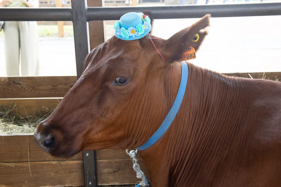 Выставка животных на агрофоруме «День сибирского поля — 2025».