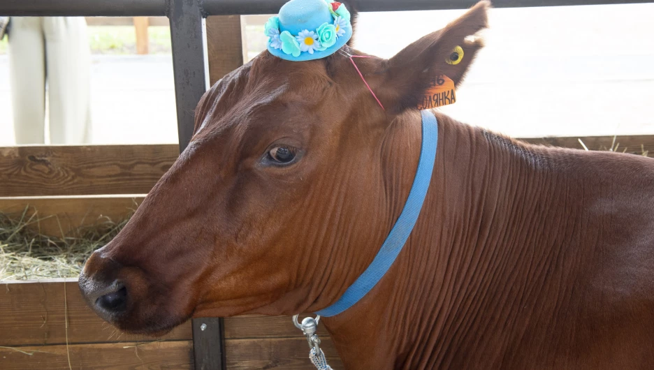 Выставка животных на агрофоруме «День сибирского поля — 2025».