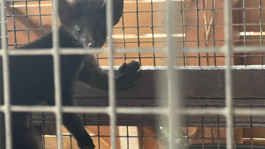 Выставка животных на агрофоруме «День сибирского поля — 2025».