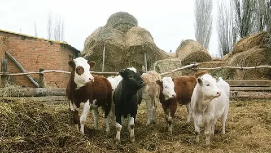 Личное подсобное хозяйство