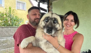 Хаски упала в колодец.