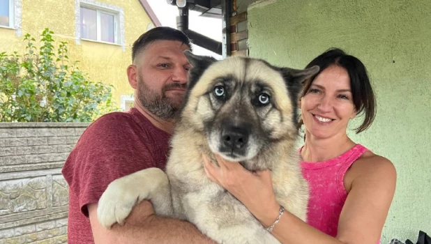 Хаски упала в колодец.