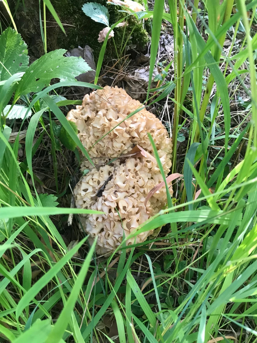 Сбор грибов на Алтае.