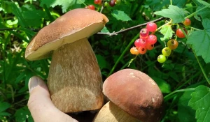 Сбор грибов на Алтае.