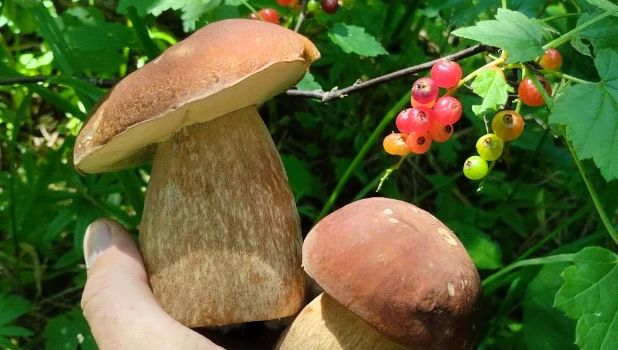 Сбор грибов на Алтае.