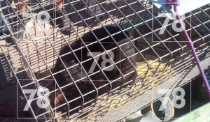 Спасатели освободили кота, который провалился в облицовку набережной