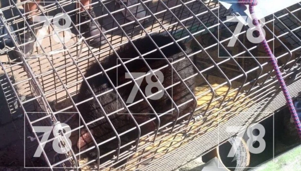 Спасатели освободили кота, который провалился в облицовку набережной