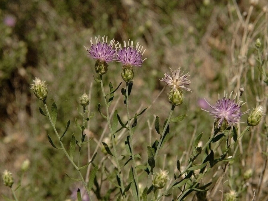 Горчак ползучий