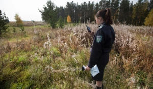 Мониторинг поля