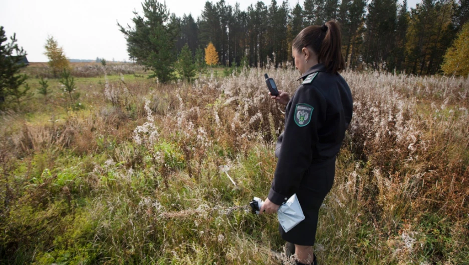 Мониторинг поля