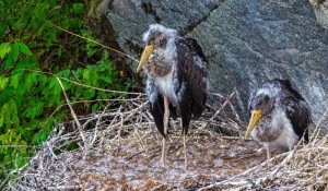 Пара черных аистов готовится позаботиться о своих птенцах 