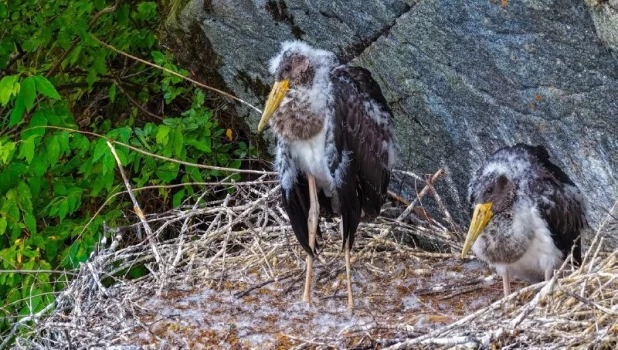 Пара черных аистов готовится позаботиться о своих птенцах 