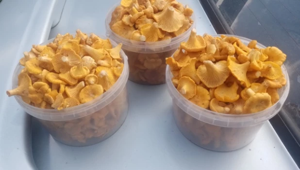 Грибы на Алтае.