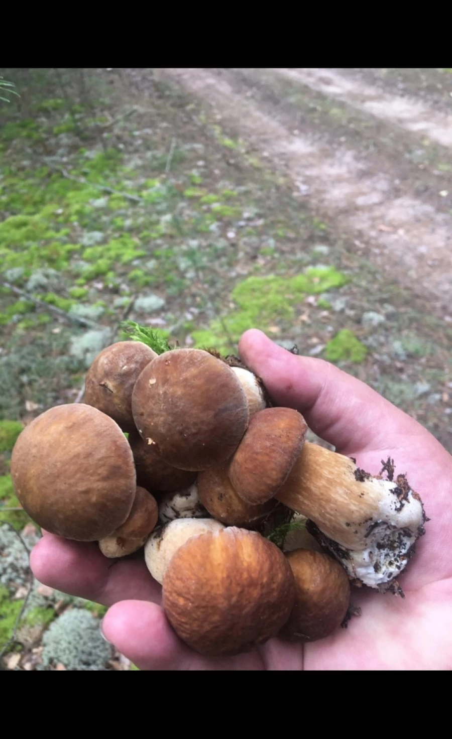 Грибы на Алтае.