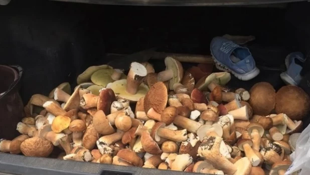 Грибы на Алтае.