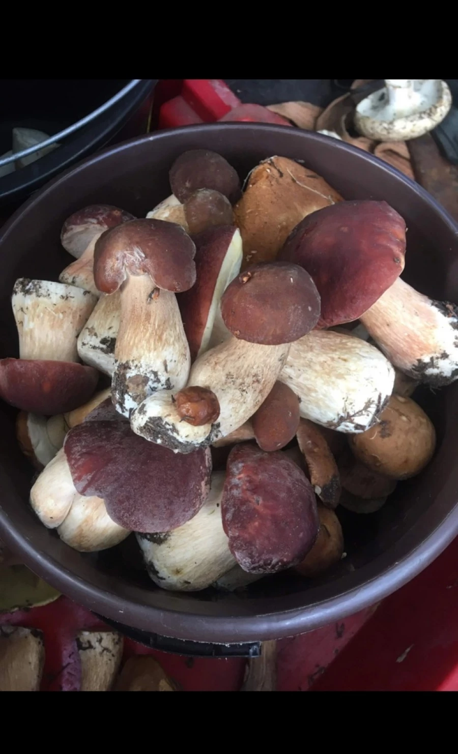 Грибы на Алтае.