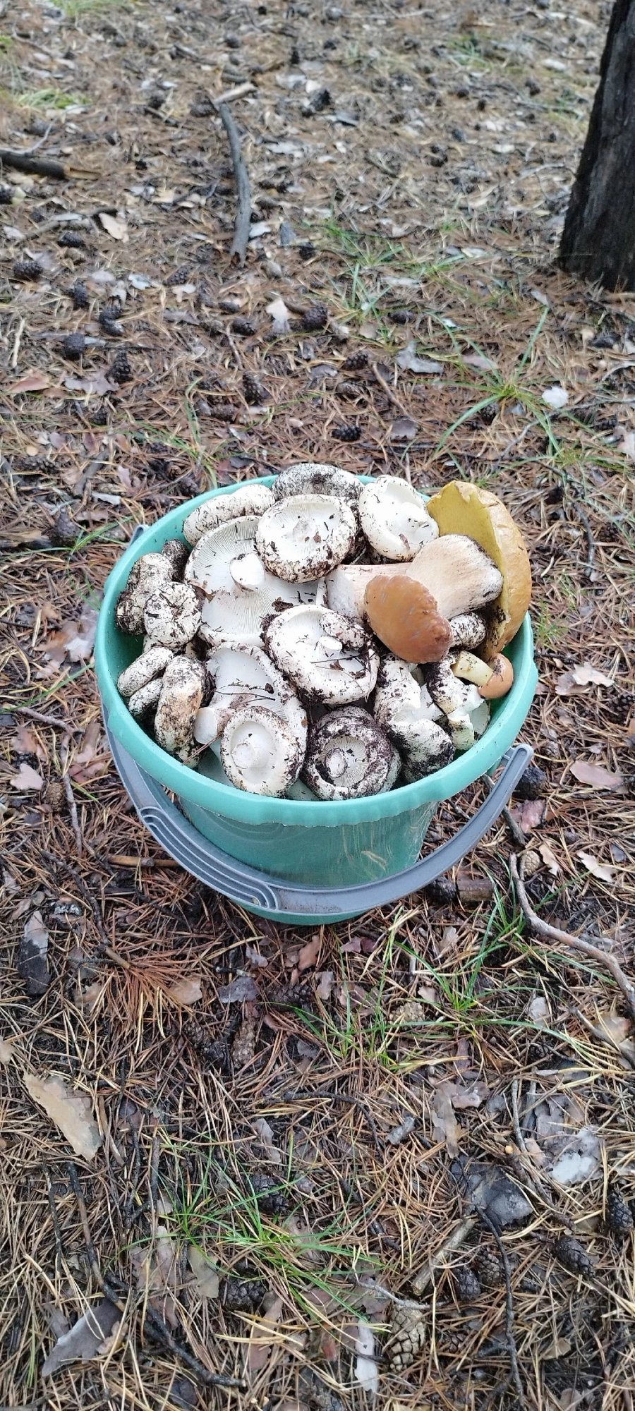 Грибы на Алтае.