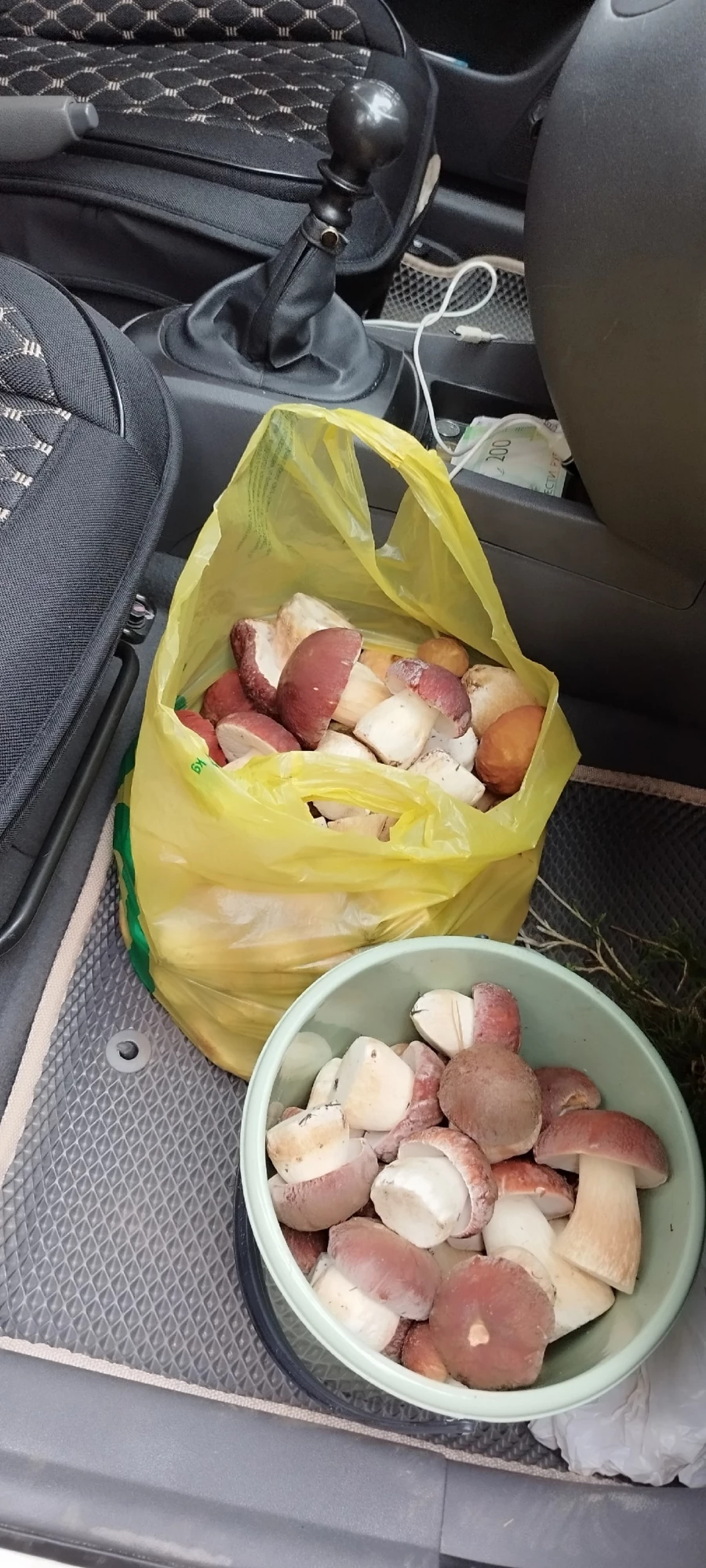 Грибы на Алтае.