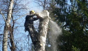 Вместо 19 аварийных деревьев посадят 600 молодых 