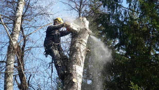 Вместо 19 аварийных деревьев посадят 600 молодых 