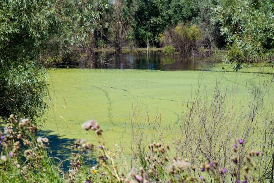 Природа вокруг поселков «Приозерный» и «Статус».