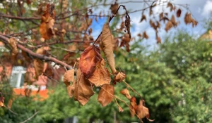В Барнауле уже начали проявляться первые признаки осени.