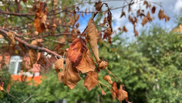 В Барнауле уже начали проявляться первые признаки осени.
