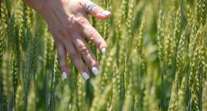 Пшеница на алтайских полях