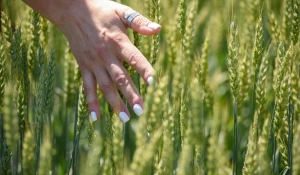 Пшеница на алтайских полях