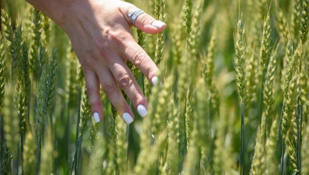 Пшеница на алтайских полях