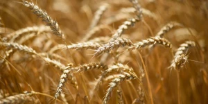Пшеница на алтайских полях