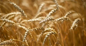 Пшеница на алтайских полях