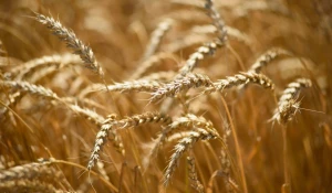 Пшеница на алтайских полях