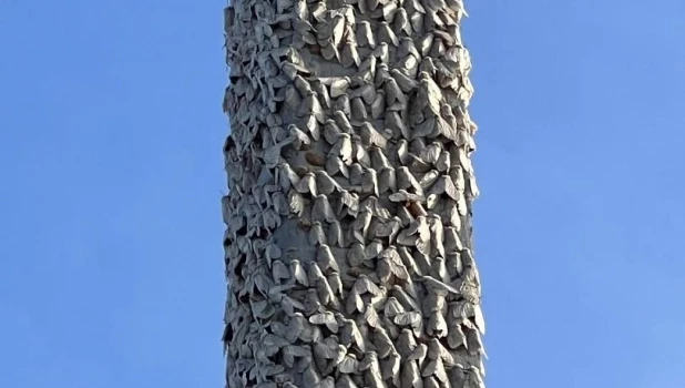 Жители Республики Алтай в шоке от нашествия шелкопряда