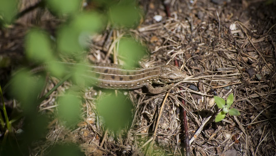 Бийский район, ящерица.