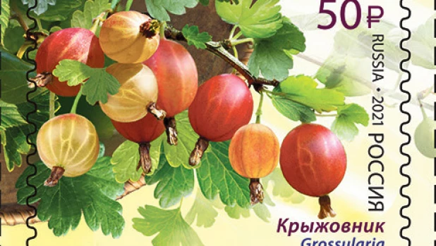 Почтовая марка с крыжовником.