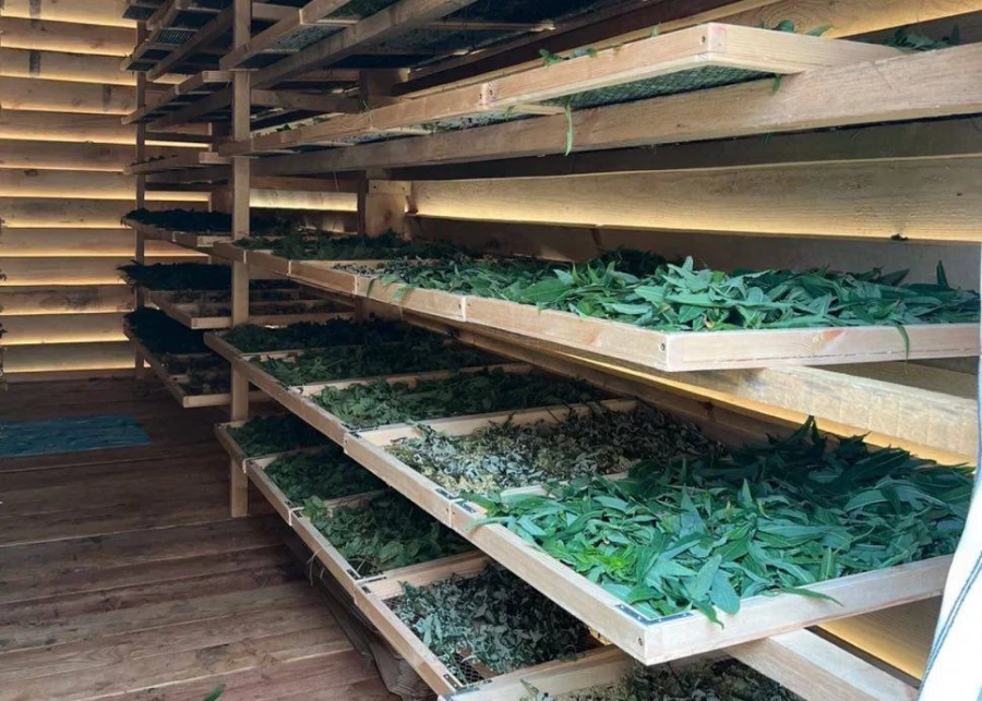 Сбор трав в эко-хозяйстве Марии Самариной. 