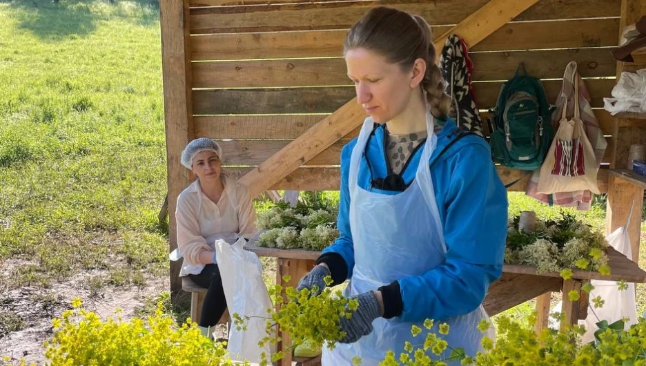 Сбор трав в эко=хозяйстве Марии Самариной. 