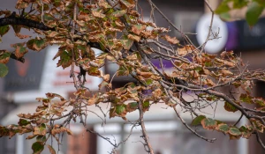 Первые признаки осени в Барнауле, 2025 год.