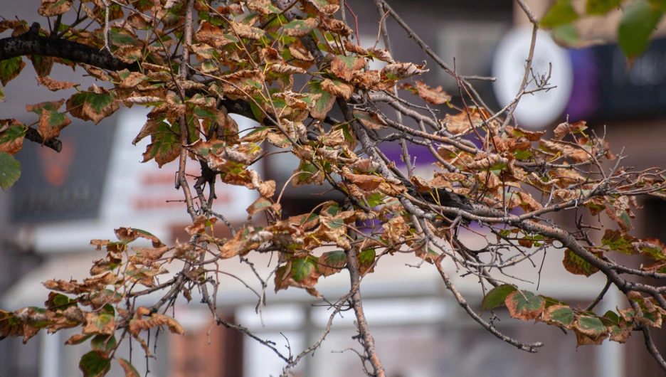 Первые признаки осени в Барнауле, 2025 год.