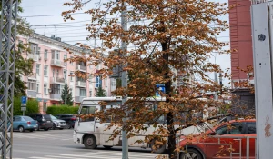 Первые признаки осени в Барнауле, 2025 год.